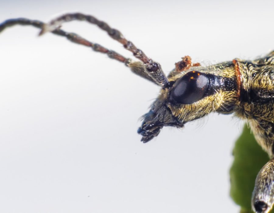 Servicio especializado en eliminación de chinches de cama con métodos efectivos y seguros - Estado de México
